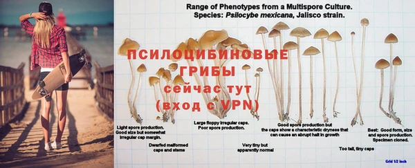 индика Арсеньев